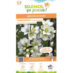 CHAENOMELES SP,NIVALIS C4,5 TF/BU 3TU de Plantes Silence ça pousse dans Arbustes caducs en livraison
