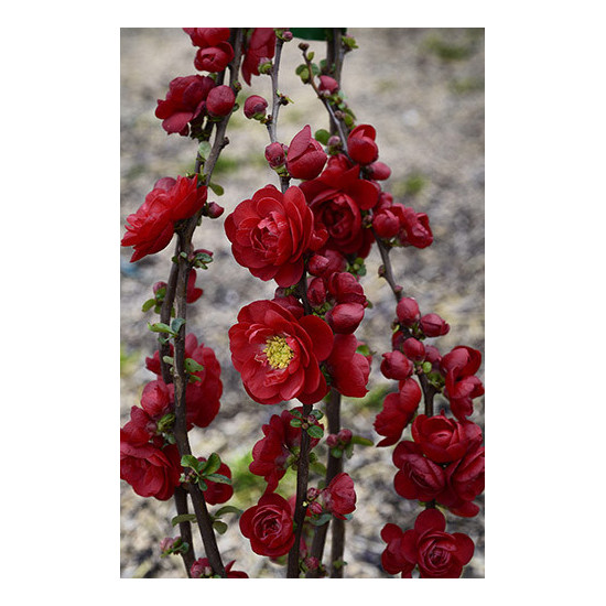 Cognassier du Japon Scarlet Storm 100cm de Plantes Silence ça pousse dans ZZ hortival
