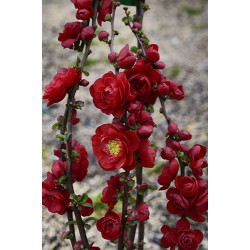 Cognassier du Japon Scarlet Storm 100cm de Plantes Silence ça pousse dans ZZ hortival
