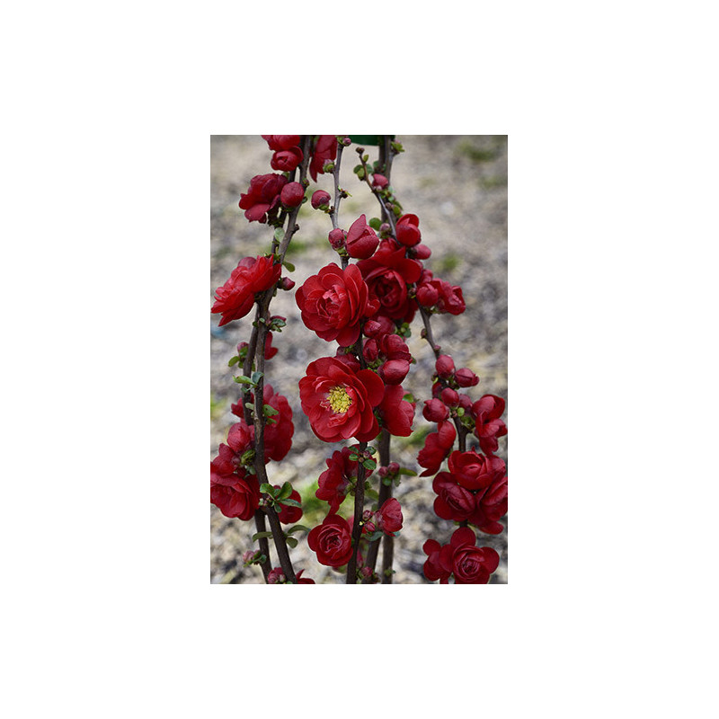 Cognassier du Japon Scarlet Storm 100cm de Plantes Silence ça pousse dans ZZ hortival