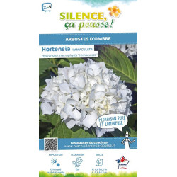 HORTENSIA IMMACULATA C10 10BR + de Plantes Silence ça pousse dans Plantes à petits fruits (kiwi, myrtilles, groseilles, cassi...