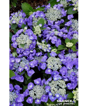 HORTENSIA TELLER BLAUMEISE C10 10BR + de Plantes Silence ça pousse dans Plantes à petits fruits (kiwi, myrtilles, groseilles,...