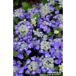 HORTENSIA TELLER BLAUMEISE C10 10BR + de Plantes Silence ça pousse dans Plantes à petits fruits (kiwi, myrtilles, groseilles,...