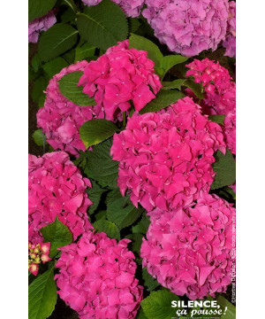 Hortensia Eughen Hahn 85cm Silence ca pousse de Plantes Silence ça pousse dans Plantes à petits fruits (kiwi, myrtilles, gros...