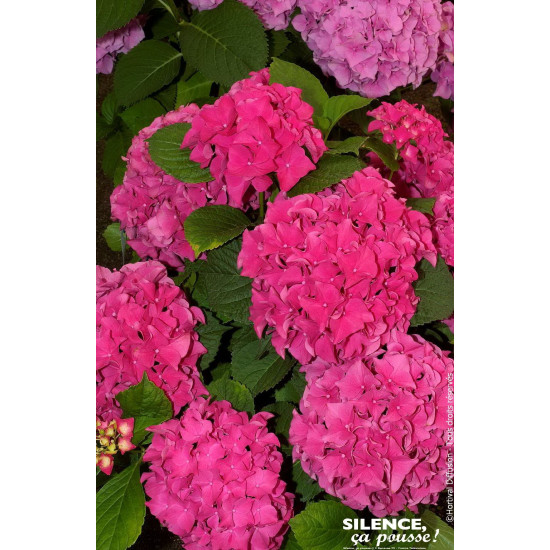Hortensia Eughen Hahn 85cm Silence ca pousse de Plantes Silence ça pousse dans Plantes à petits fruits (kiwi, myrtilles, gros...
