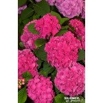 Hortensia Eughen Hahn 85cm Silence ca pousse de Plantes Silence ça pousse dans Plantes à petits fruits (kiwi, myrtilles, gros...