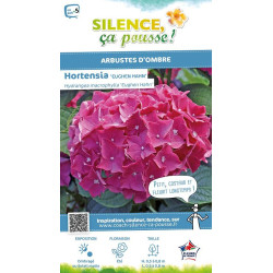 Hortensia Eughen Hahn 85cm Silence ca pousse de Plantes Silence ça pousse dans Plantes à petits fruits (kiwi, myrtilles, gros...