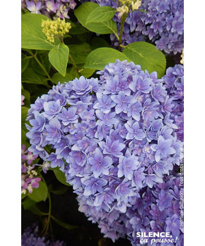 HORTENSIA STELLAR BLEU C10 10BR + de Plantes Silence ça pousse dans Plantes à petits fruits (kiwi, myrtilles, groseilles, cas...