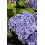 HORTENSIA STELLAR BLEU C10 10BR + de Plantes Silence ça pousse dans Plantes à petits fruits (kiwi, myrtilles, groseilles, cas...