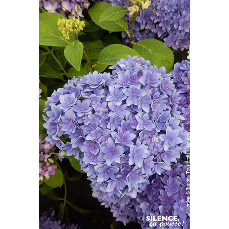 HORTENSIA STELLAR BLEU C10 10BR + de Plantes Silence ça pousse dans Plantes à petits fruits (kiwi, myrtilles, groseilles, cas...