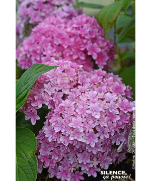 HORTENSIA STELLAR ROSE C10 10BR + de Plantes Silence ça pousse dans Plantes à petits fruits (kiwi, myrtilles, groseilles, cas...