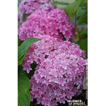HORTENSIA STELLAR ROSE C10 10BR + de Plantes Silence ça pousse dans Plantes à petits fruits (kiwi, myrtilles, groseilles, cas...