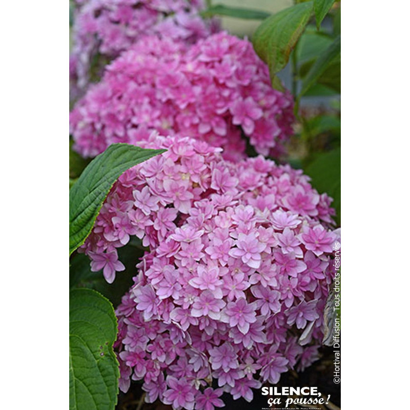 HORTENSIA STELLAR ROSE C10 10BR + de Plantes Silence ça pousse dans Plantes à petits fruits (kiwi, myrtilles, groseilles, cas...