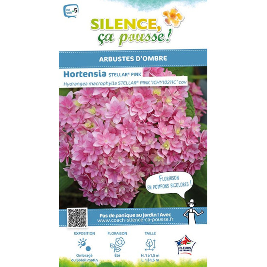 HORTENSIA STELLAR ROSE C10 10BR + de Plantes Silence ça pousse dans Plantes à petits fruits (kiwi, myrtilles, groseilles, cas...