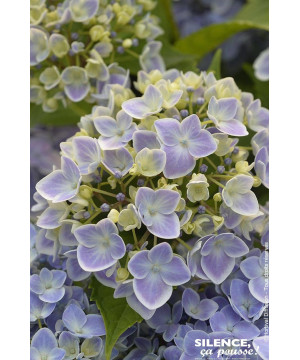 HORTENSIA STAR GAZER BLEU C10 10BR + de Plantes Silence ça pousse dans Plantes à petits fruits (kiwi, myrtilles, groseilles, ...