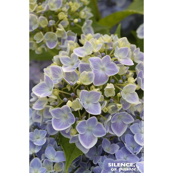 HORTENSIA STAR GAZER BLEU C10 10BR + de Plantes Silence ça pousse dans Plantes à petits fruits (kiwi, myrtilles, groseilles, ...