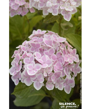 Hortensia STAR GAZER Rose 85cm Silence ca pousse de Plantes Silence ça pousse dans Plantes à petits fruits (kiwi, myrtilles, ...