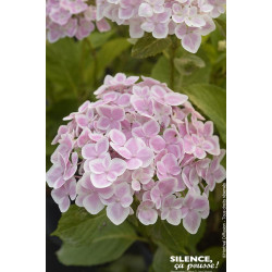 Hortensia STAR GAZER Rose 85cm Silence ca pousse de Plantes Silence ça pousse dans Plantes à petits fruits (kiwi, myrtilles, ...