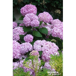 Hortensia ENDLESS SUMMER The Original rose 80cm de Plantes Silence ça pousse dans Plantes à petits fruits (kiwi, myrtilles, g...
