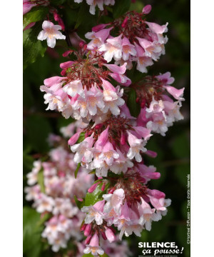 KOLKWITZIA AMAB,PINK CLOUD C4,5 TF 1TU de Plantes Silence ça pousse dans Arbustes caducs en livraison