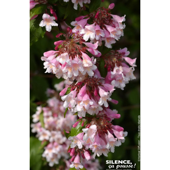 KOLKWITZIA AMAB,PINK CLOUD C4,5 TF 1TU de Plantes Silence ça pousse dans Arbustes caducs en livraison