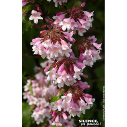 KOLKWITZIA AMAB,PINK CLOUD C4,5 TF 1TU de Plantes Silence ça pousse dans Arbustes caducs en livraison