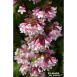 KOLKWITZIA AMAB,PINK CLOUD C4,5 TF 1TU de Plantes Silence ça pousse dans Arbustes caducs en livraison