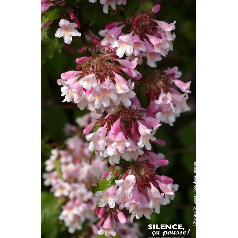 KOLKWITZIA AMAB,PINK CLOUD C4,5 TF 1TU de Plantes Silence ça pousse dans Arbustes caducs en livraison