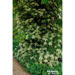 Hortensia grimpant 100cm Silence ca pousse de Plantes Silence ça pousse dans Plantes à petits fruits (kiwi, myrtilles, grosei...