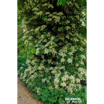 Hortensia grimpant 100cm Silence ca pousse de Plantes Silence ça pousse dans Plantes à petits fruits (kiwi, myrtilles, grosei...