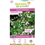 Hortensia grimpant 100cm Silence ca pousse de Plantes Silence ça pousse dans Plantes à petits fruits (kiwi, myrtilles, grosei...