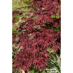 Erable du Japon Bloodgood 100cm de Plantes Silence ça pousse dans Plantes à petits fruits (kiwi, myrtilles, groseilles, cassi...