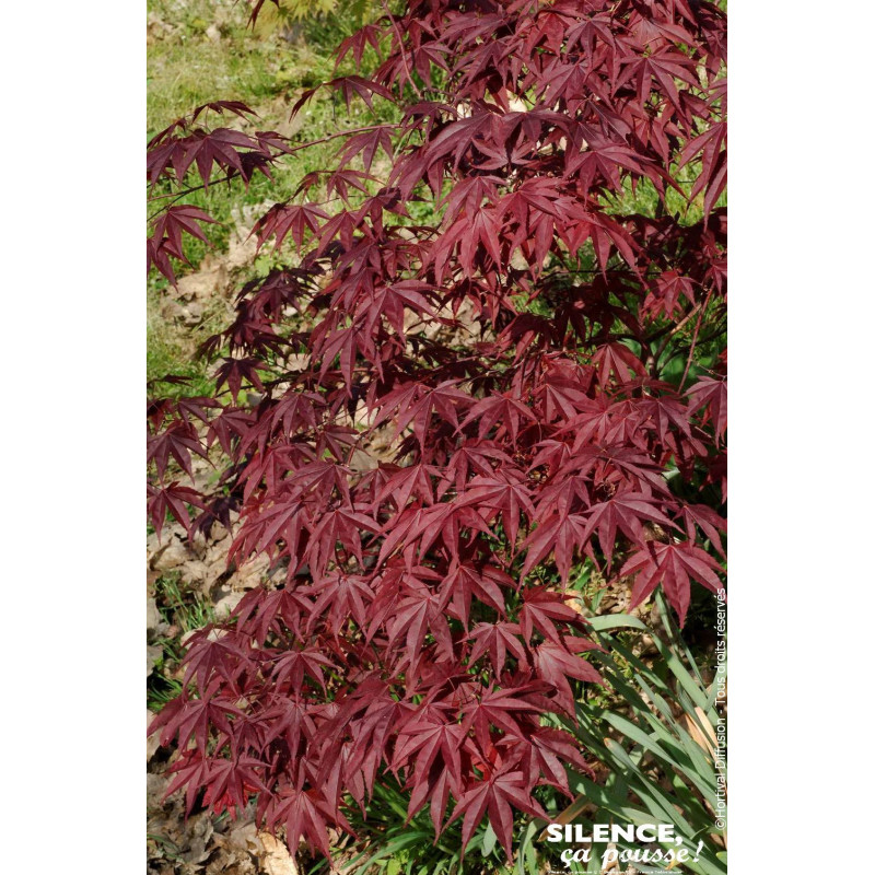 Erable du Japon Bloodgood 100cm de Plantes Silence ça pousse dans Plantes à petits fruits (kiwi, myrtilles, groseilles, cassi...