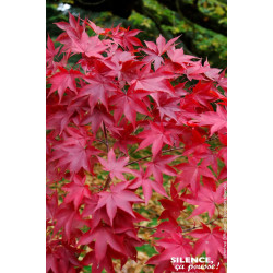 Erable du Japon Osakazuki 140cm de Plantes Silence ça pousse dans Plantes à petits fruits (kiwi, myrtilles, groseilles, cassi...