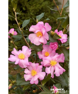 Camelia sasanqua Cleopatra 80cm de Plantes Silence ça pousse dans Plantes à petits fruits (kiwi, myrtilles, groseilles, cassi...