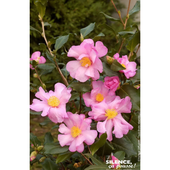 Camelia sasanqua Cleopatra 80cm de Plantes Silence ça pousse dans Plantes à petits fruits (kiwi, myrtilles, groseilles, cassi...