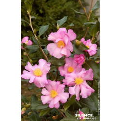 Camelia sasanqua Cleopatra 80cm de Plantes Silence ça pousse dans Plantes à petits fruits (kiwi, myrtilles, groseilles, cassi...