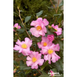 Camelia sasanqua Cleopatra 80cm de Plantes Silence ça pousse dans Plantes à petits fruits (kiwi, myrtilles, groseilles, cassi...