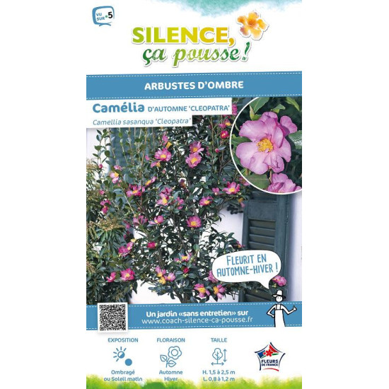 Camelia sasanqua Cleopatra 80cm de Plantes Silence ça pousse dans Plantes à petits fruits (kiwi, myrtilles, groseilles, cassi...