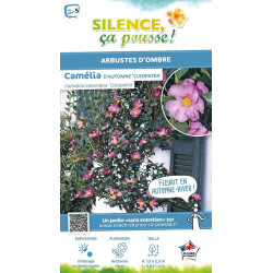 Camelia sasanqua Cleopatra 80cm de Plantes Silence ça pousse dans Plantes à petits fruits (kiwi, myrtilles, groseilles, cassi...