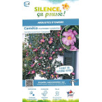 Camelia sasanqua Cleopatra 80cm de Plantes Silence ça pousse dans Plantes à petits fruits (kiwi, myrtilles, groseilles, cassi...