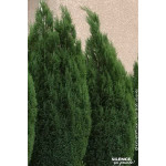 Cypres de Lawson Ellwoodii 65cm de Plantes Silence ça pousse dans Conifères de rocailles en livraison