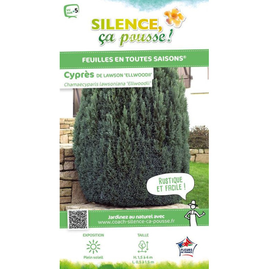 Cypres de Lawson Ellwoodii 65cm de Plantes Silence ça pousse dans Conifères de rocailles en livraison