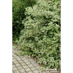 Cornouiller blanc panache 120cm de Plantes Silence ça pousse dans ZZ hortival