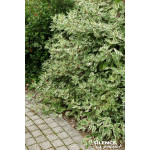 Cornouiller blanc panache 120cm de Plantes Silence ça pousse dans ZZ hortival