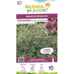 Cornouiller blanc panache 120cm de Plantes Silence ça pousse dans ZZ hortival