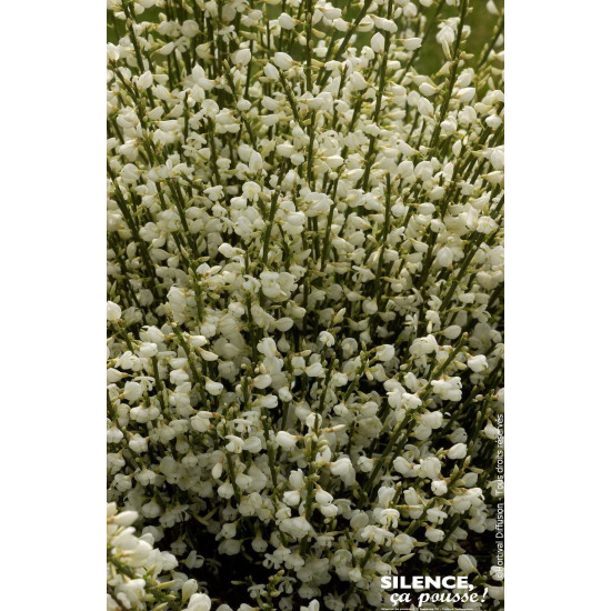 Genet precoce blanc Albus 100cm de Plantes Silence ça pousse dans Arbustes caducs en livraison