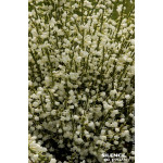 Genet precoce blanc Albus 100cm de Plantes Silence ça pousse dans Arbustes caducs en livraison