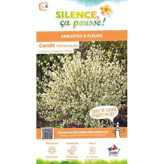Genet precoce blanc Albus 100cm de Plantes Silence ça pousse dans Arbustes caducs en livraison