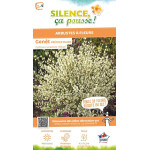 Genet precoce blanc Albus 100cm de Plantes Silence ça pousse dans Arbustes caducs en livraison
